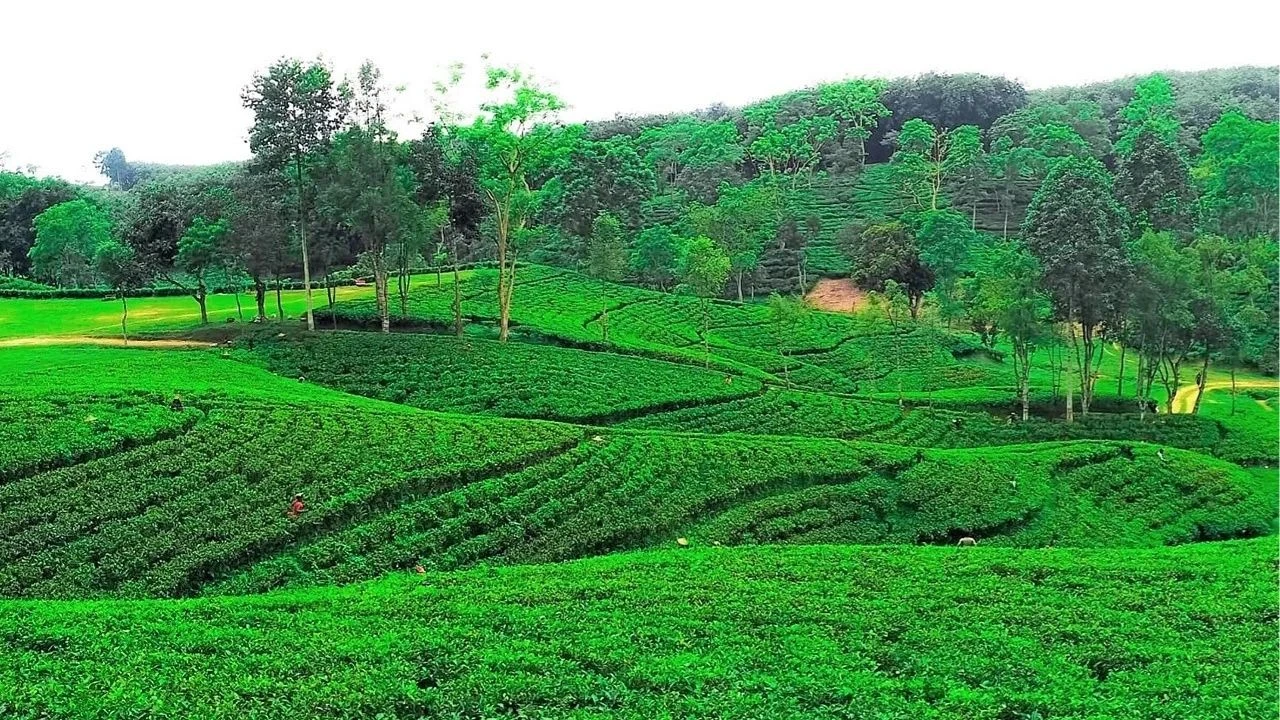চা বাগানের অপরূপ সৌন্দর্যে মুগ্ধ পর্যটক