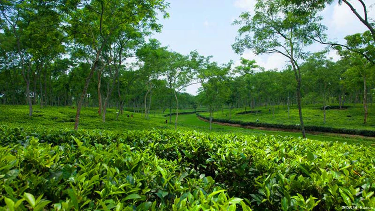 উৎপাদন বাড়লেও খরচের চাপে হিমশিম চা শিল্প