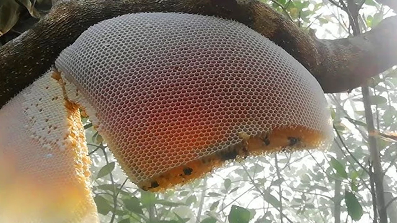 দস্যু আতঙ্কে বনে যাচ্ছেন না মৌয়ালরা: মধু আহরণ ৬ বছরের মধ্যে সর্বনিম্ন