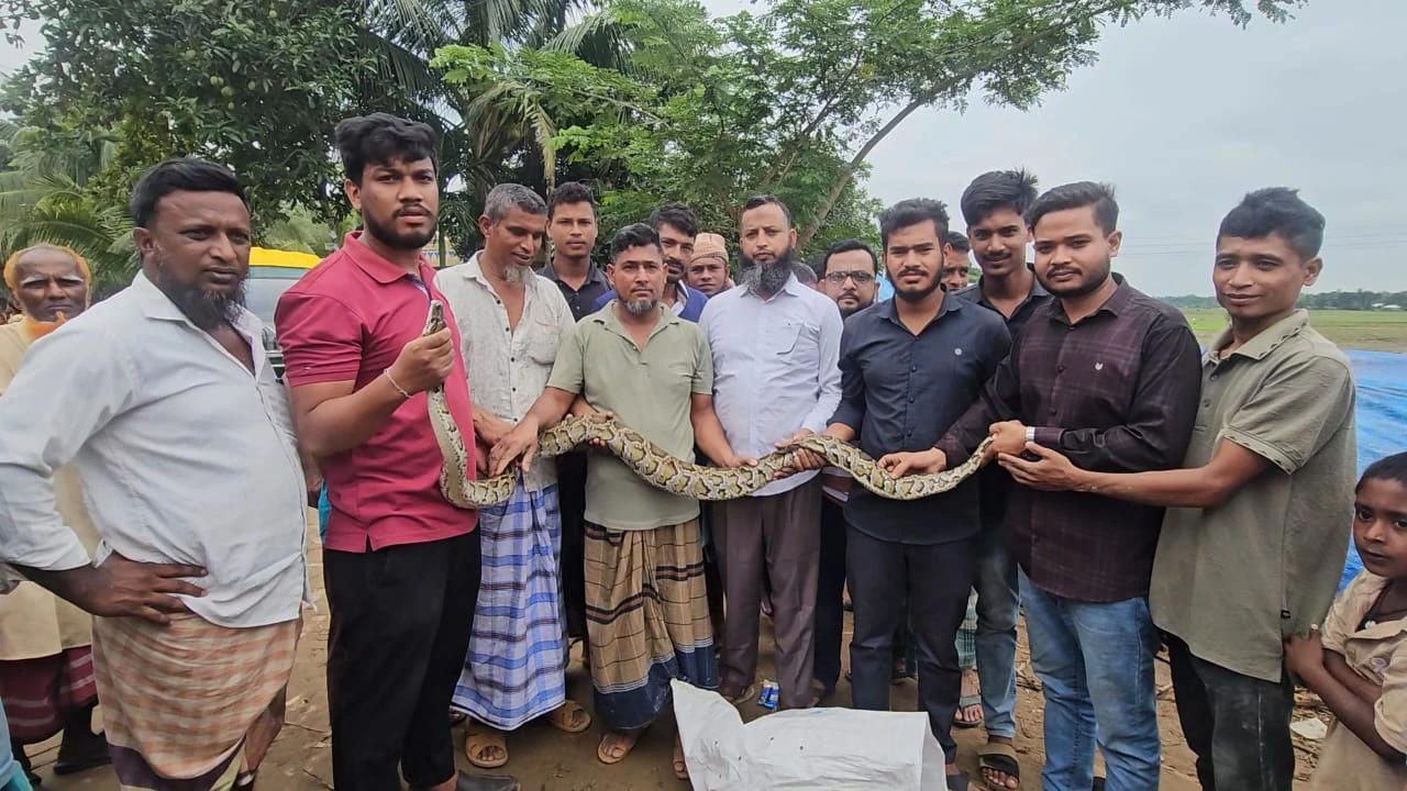 বার্মিজ অজগর উদ্ধার, বন বিভাগে হস্তান্তর