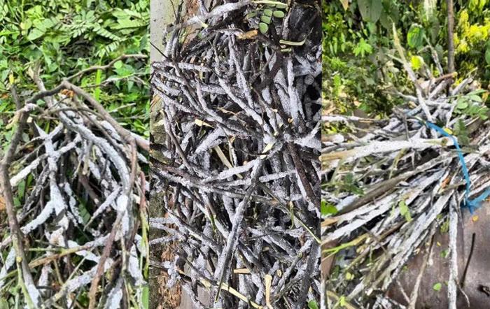 রেইনট্রি গাছের আঠায় রমরমা গোপন বাণিজ্য