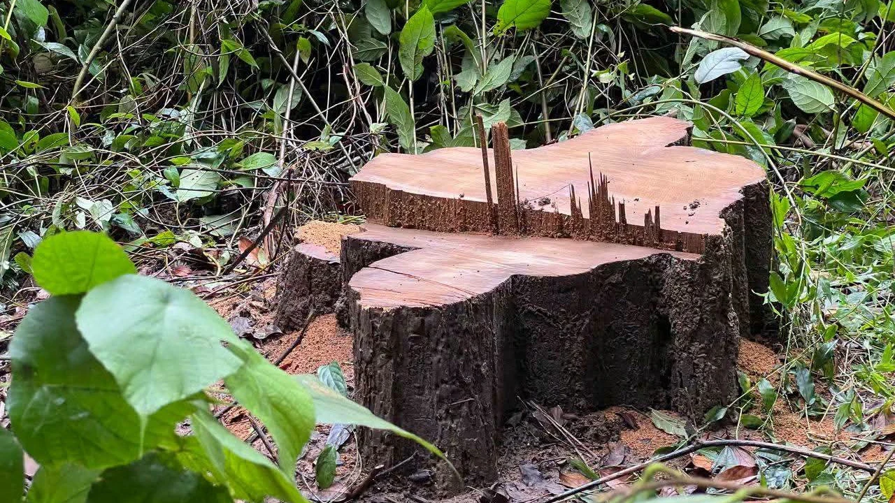 বন কর্মকর্তার যোগসাজশে গাছ চুরি
