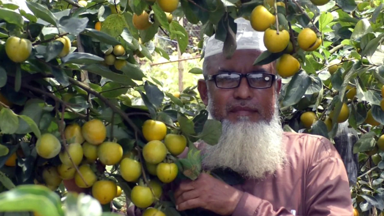 যশোরের মাটিতে জাপানি পার্সিমনের সাফল্য