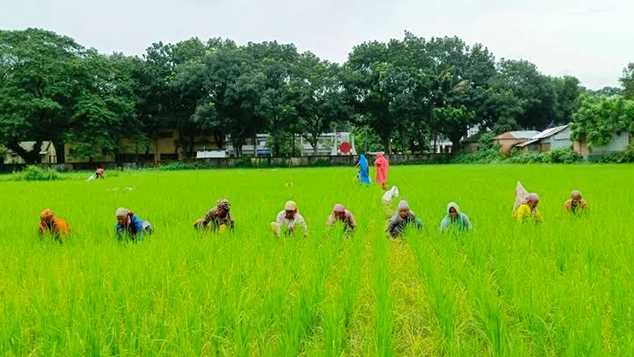 যশোরে আমনের উৎপাদন খরচ নিয়ে দুশ্চিন্তায় কৃষক