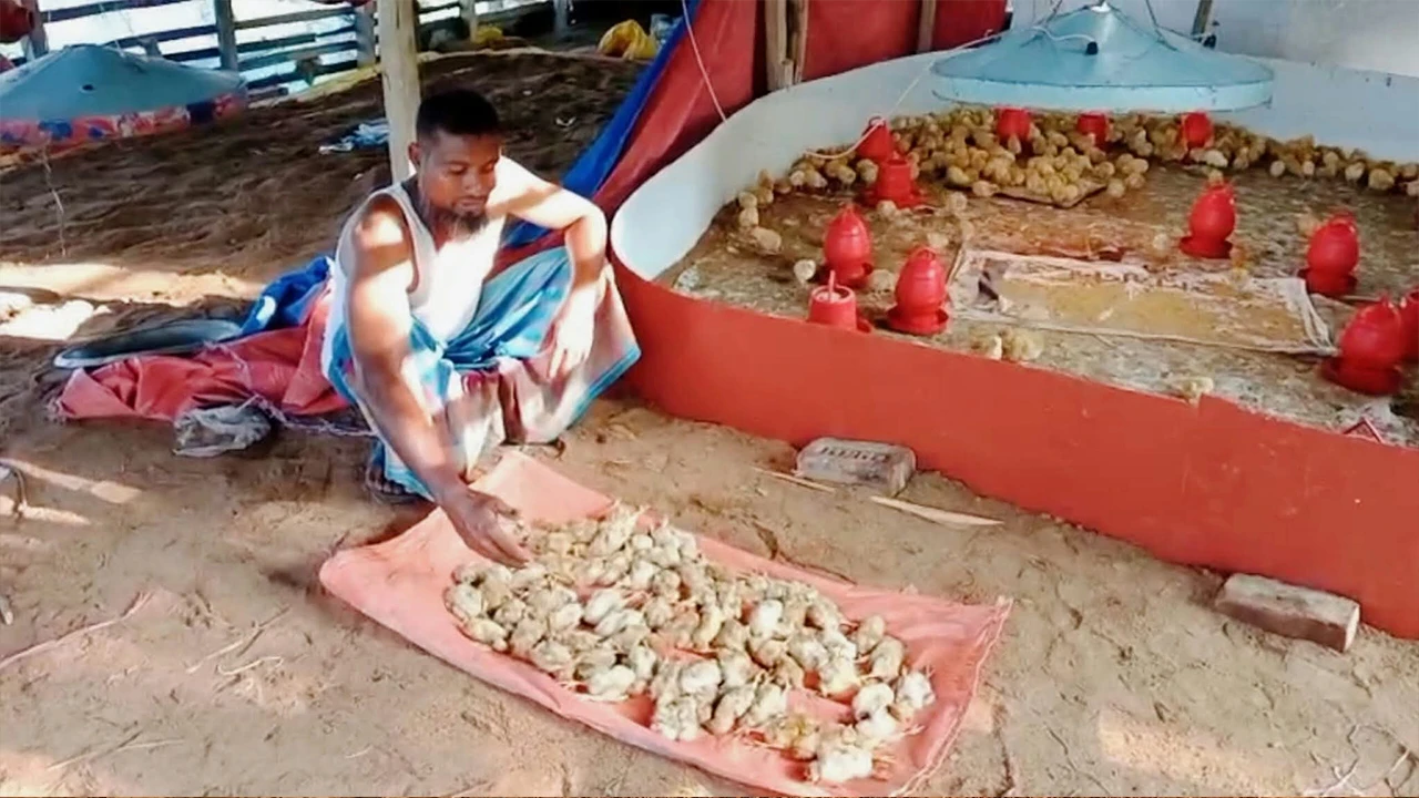 রাতে বিদ্যুৎ ছিল না, সকালে মিলল ১৯০টি মৃত মুরগির বাচ্চা