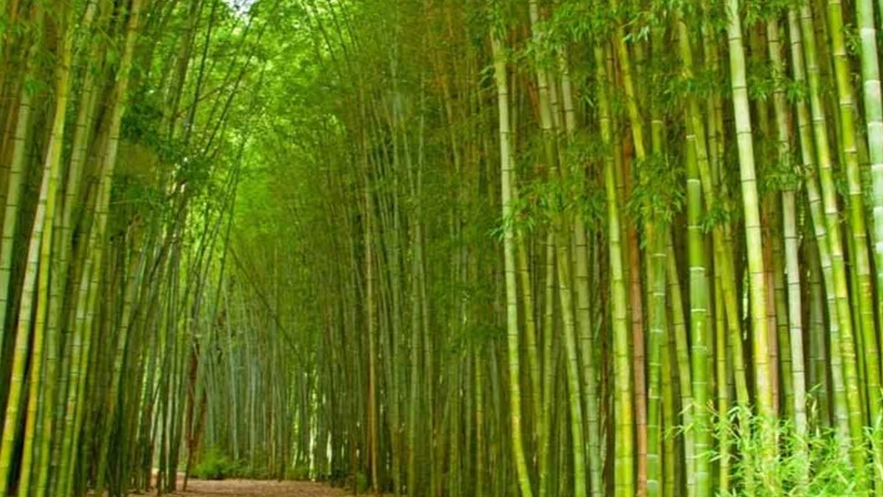 বিশ্ব বাঁশ দিবস আজ