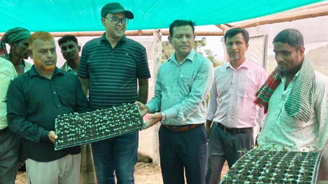 লালপুরে পদ্মার চরে আধুনিক ট্রে পদ্ধতিতে সবজি চারা উৎপাদন