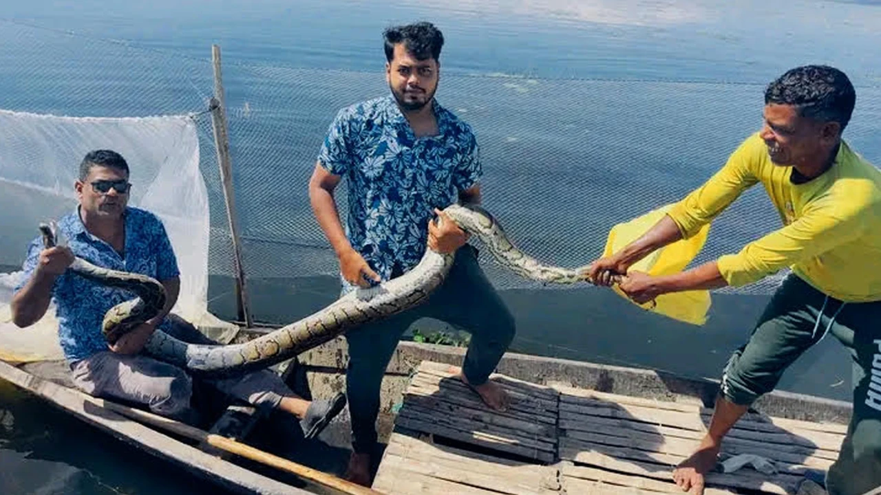 শ্রীমঙ্গলে হাইল হাওরে জেলের জালে ধরা পড়ল অজগর