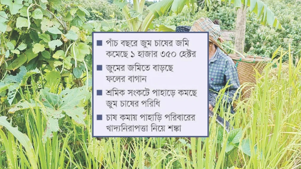 খাগড়াছড়িতে পাঁচ বছরে জুম চাষ  কমেছে ৫৪ শতাংশ