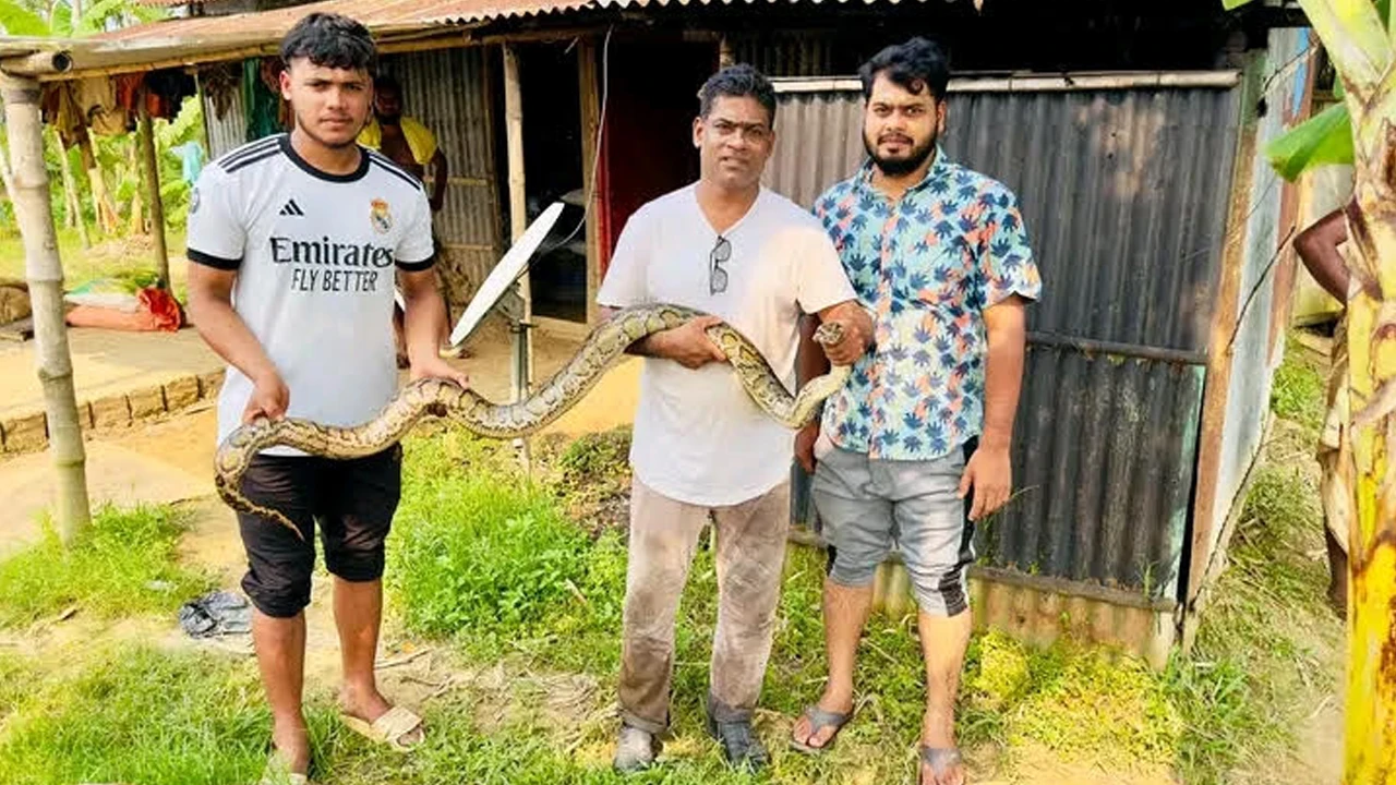 হাইল হাওরে জালে আটকে পড়া অজগর উদ্ধার