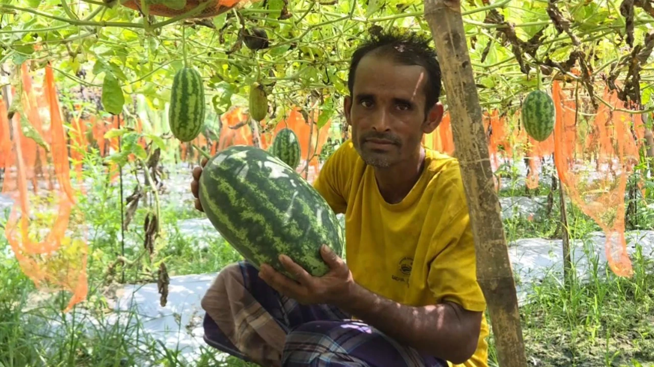 অসময়ের তরমুজ চাষে লাখপতি কৃষক