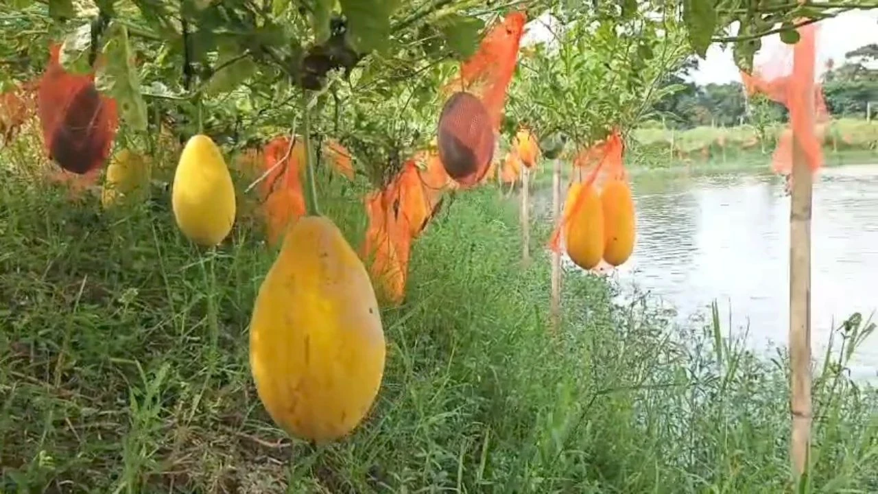 মাছের ঘেরে তরমুজের হাসি