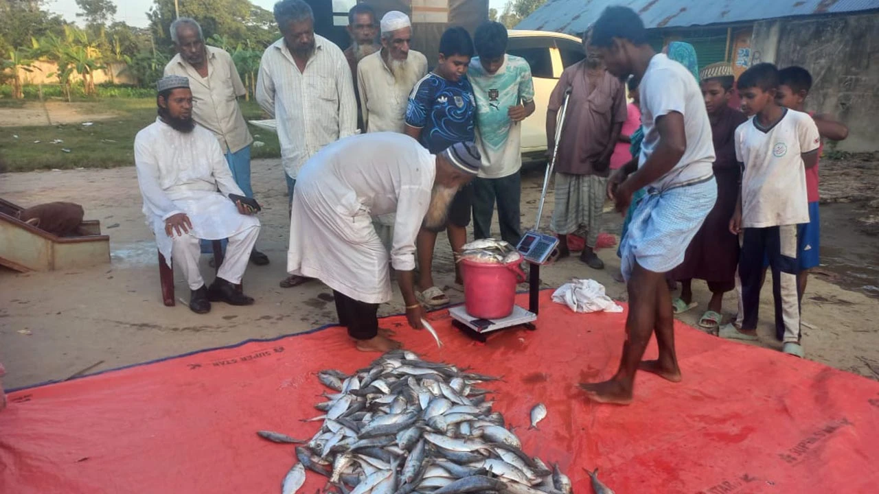 মিরসরাইয়ে ৩৯৫ কেজি ইলিশ জব্দ, একজনের কারাদণ্ড