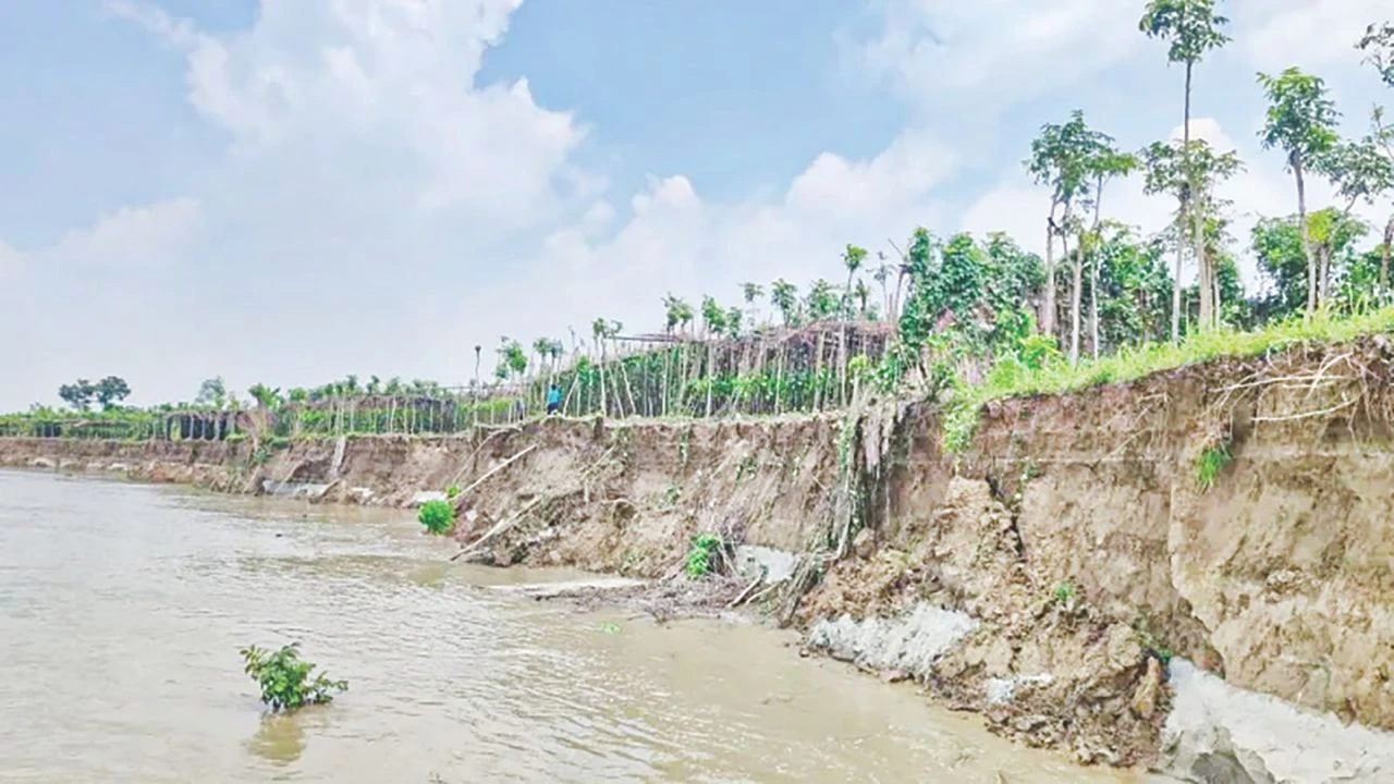 পদ্মার ভাঙনে নিঃস্ব পানচাষিরা