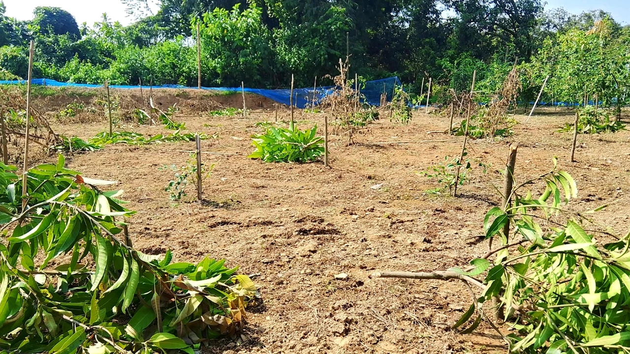 জমি দখল করতে কেটে ফেলা হলো ১০১ ফলদ গাছ