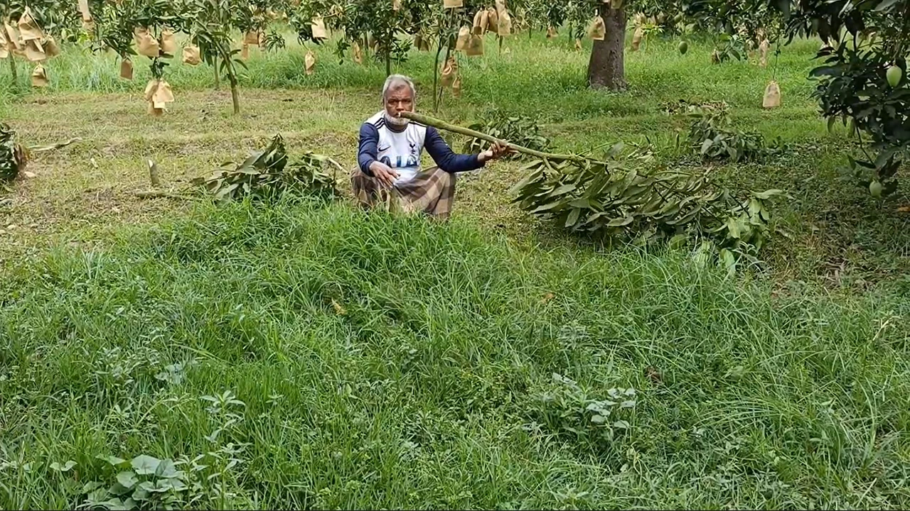 শিবগঞ্জে রাতের আঁধারে ৪৬ আমগাছ কেটে দিলো দুর্বৃত্তরা