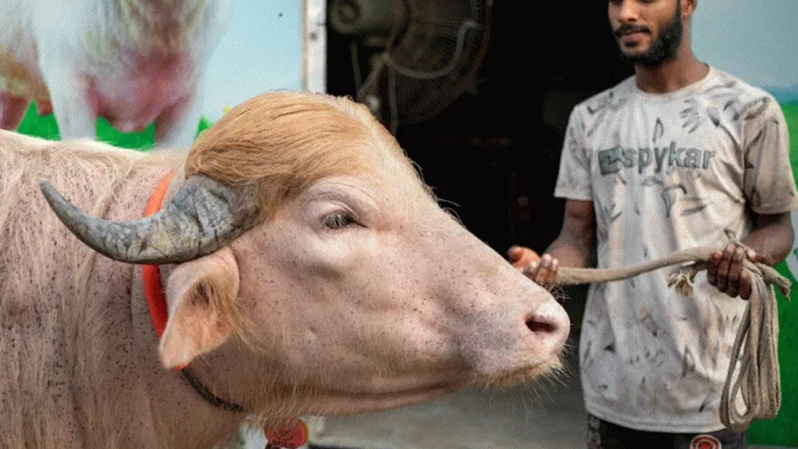 ‘ডোনাল্ড ট্রাম্পকে কোরবানি’ দেবে বাংলাদেশ: আন্তর্জাতিক গণমাধ্যমে নারায়ণগঞ্জের অ্যালবিনো মহিষ