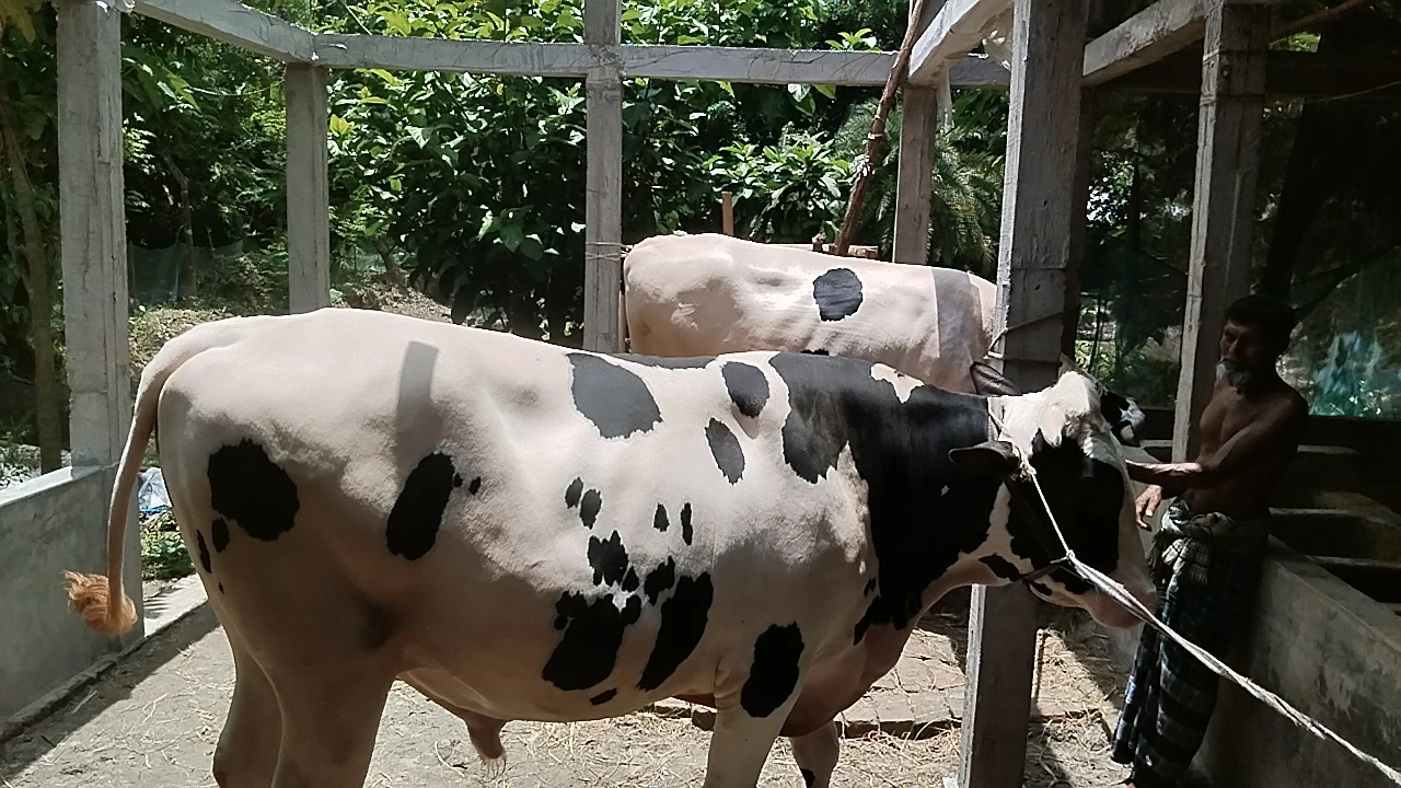 ঈদে কার বাড়ি যাবে ১৮ লাখ টাকার ‘মামা-ভাগ্নে’?