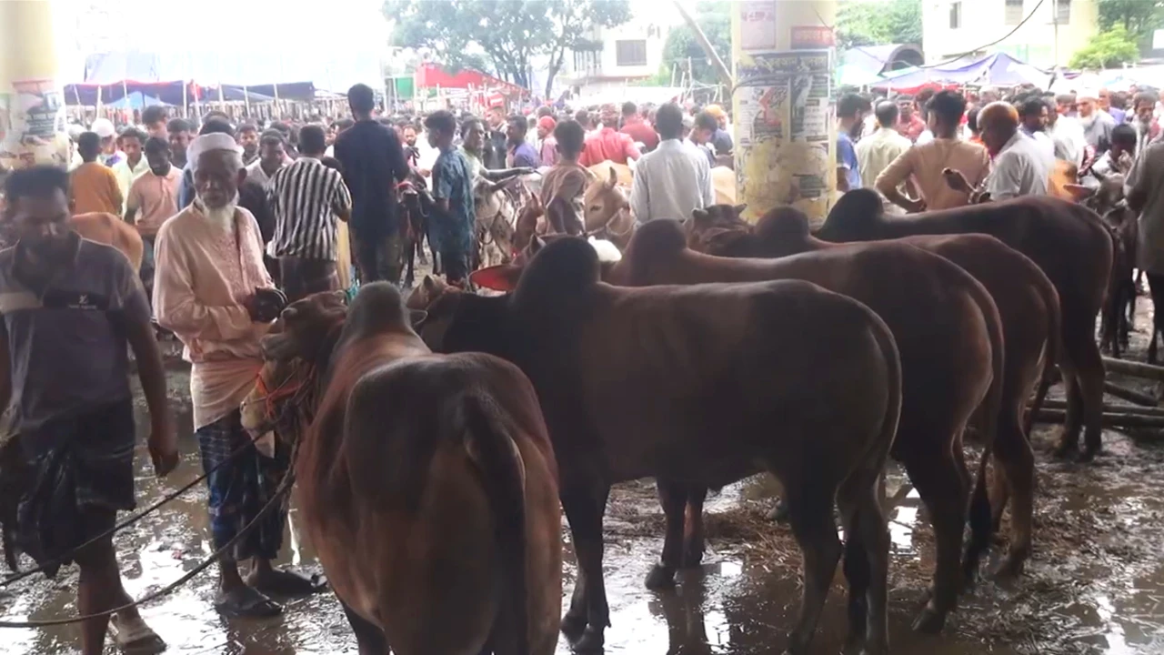 ব্রাহ্মণবাড়িয়ায় পশুর হাটে ক্রেতা সংকট, ক্ষতির শঙ্কায় ইজারাদার