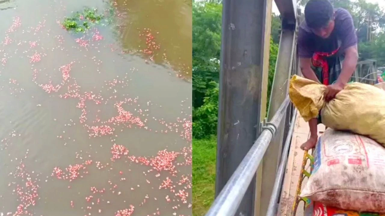 ন্যায্যমূল্য না পেয়ে পেঁয়াজ পানিতে ফেলছেন কৃষকরা