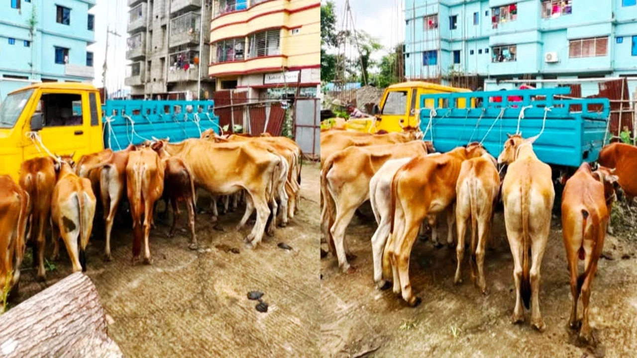 মিরসরাইয়ে শুল্ক ফাঁকি দিয়ে আনা ১৯টি ভারতীয় গরু জব্দ