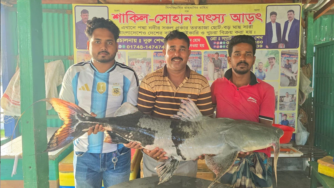 পদ্মায় ধরা পড়া দুই বাঘাইড় বিক্রি হলো লাখ টাকায়