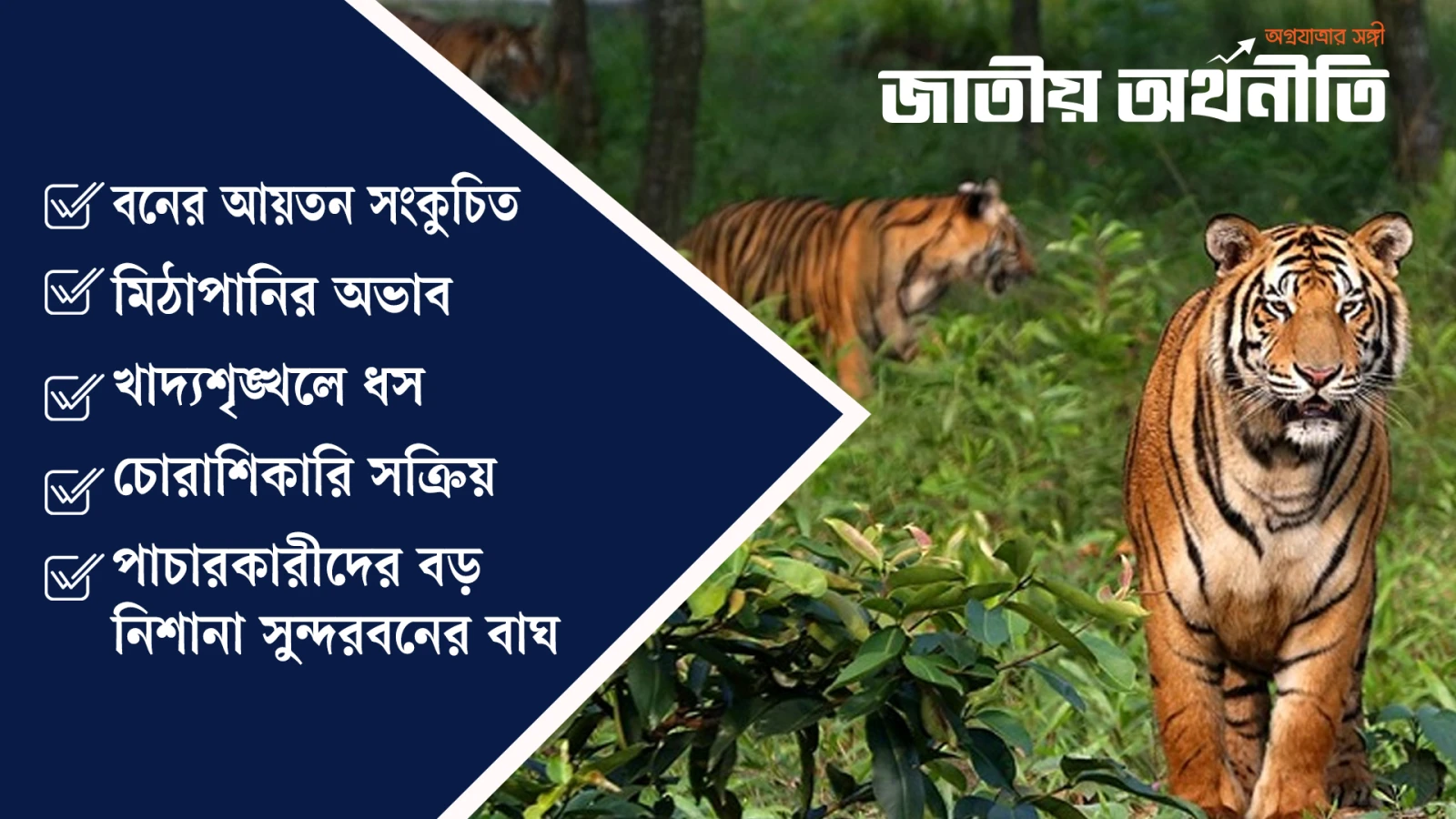 সুন্দরবনে চতুর্মুখী সংকটে বাঘ