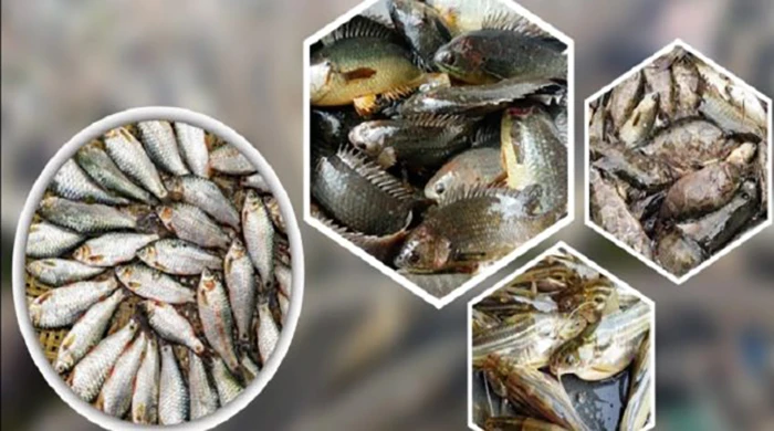 পাঁচ দেশীয় মাছে মিলল মাইক্রোপ্লাস্টিক