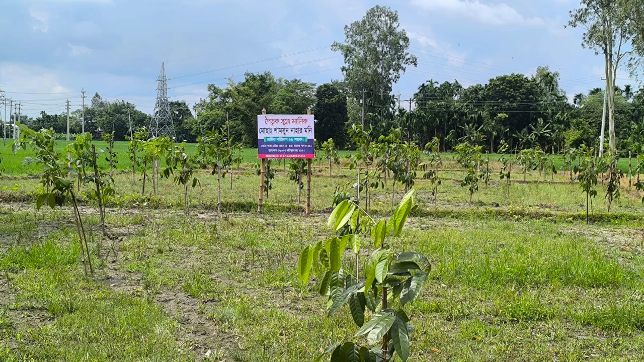 জমি বিরোধে কাটা পড়ল শতাধিক গাছ