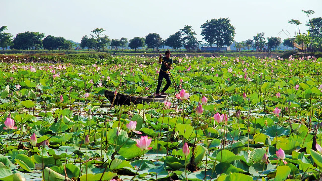 তাড়াইলের পদ্মবিলে নৌকা চালিয়ে জীবিকা শত পরিবারের