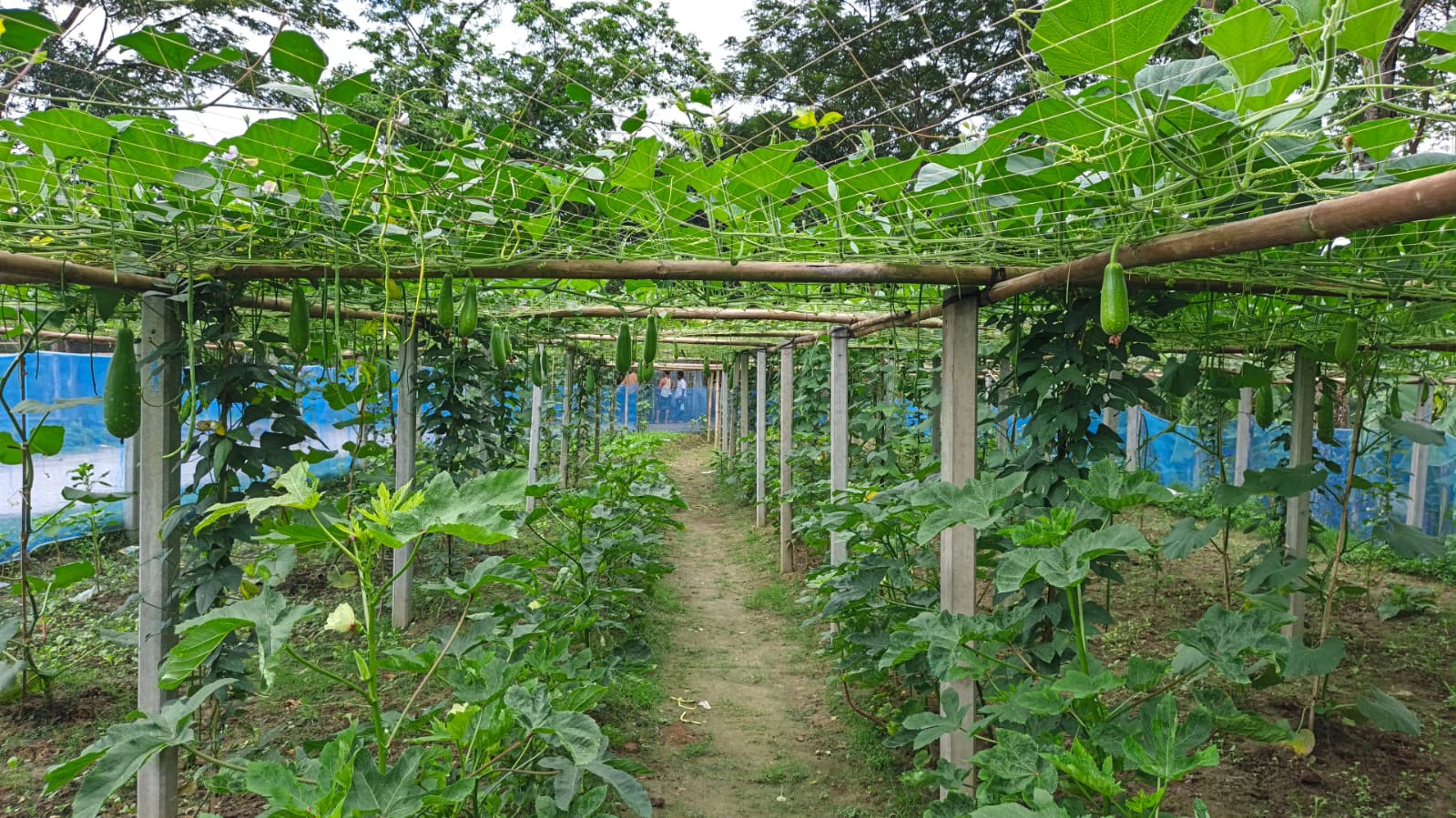 মিশ্র সবজি চাষে কৃষকের মুখে লাভের হাসি