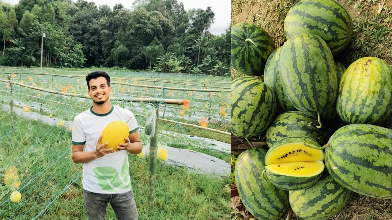ইউটিউব দেখে হলুদ তরমুজ চাষ, ৩ মাসে আয় ৫ লাখ
