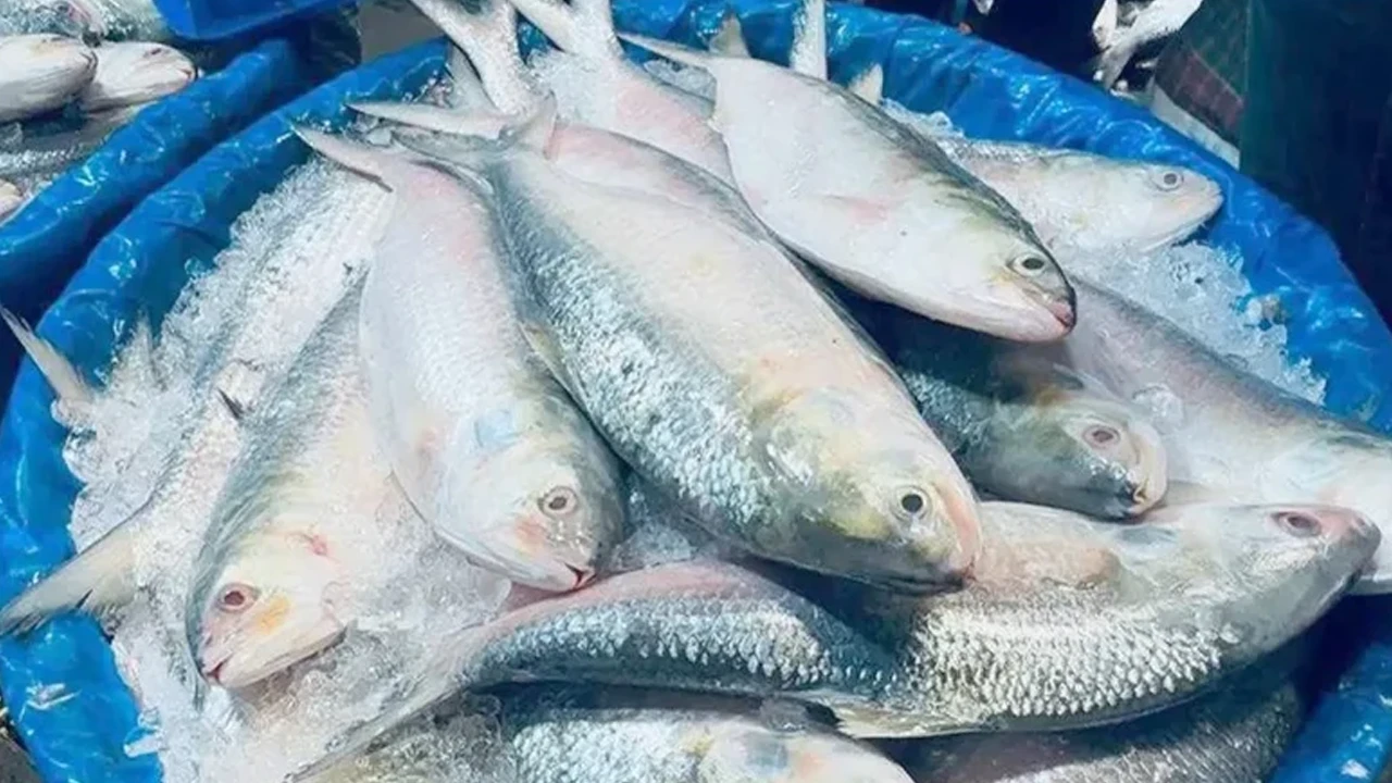 প্রথমবার বাংলাদেশে এলো ‘স্বাদ-গন্ধহীন’ গুজরাটি ইলিশ