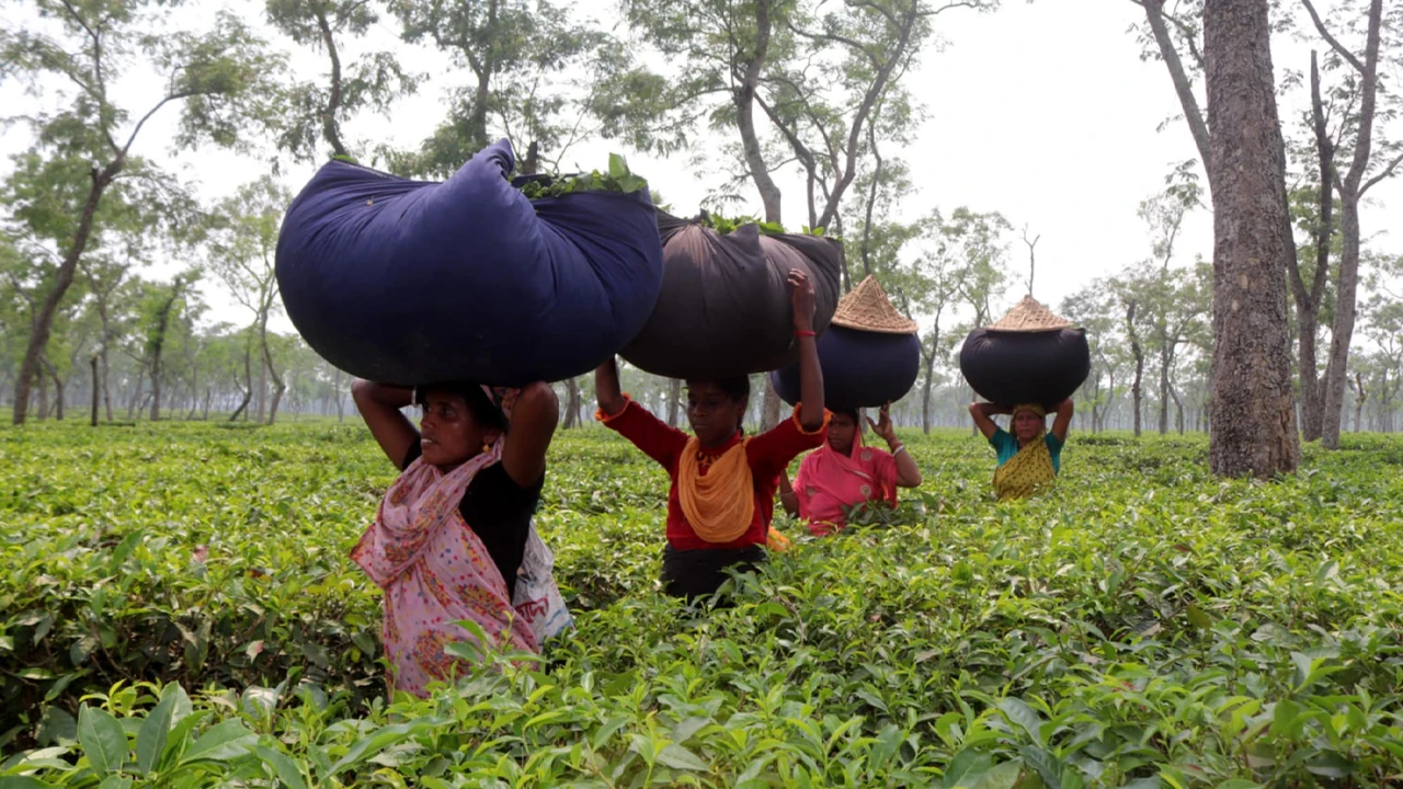 চা শ্রমিক যেন আধুনিক যুগের ক্রীতদাস