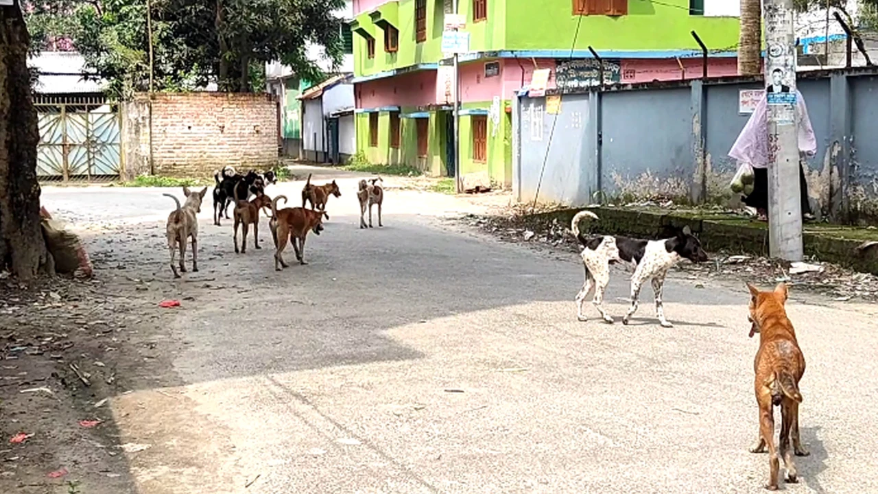 কুকুর আতঙ্কে শার্শা-বেনাপোল, দুই মাসে কামড়ের শিকার ছয় শতাধিক