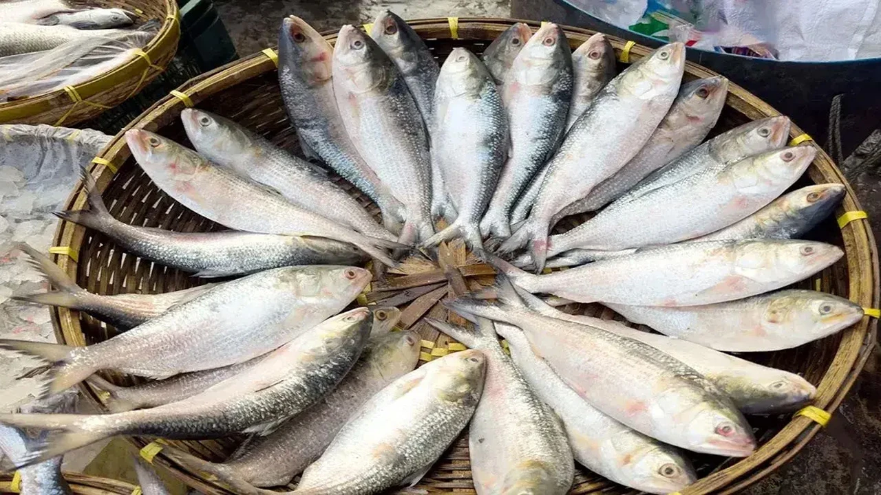 ইলিশের দেশেই ভারতীয় ইলিশ, হঠাৎ বন্ধ আমদানি