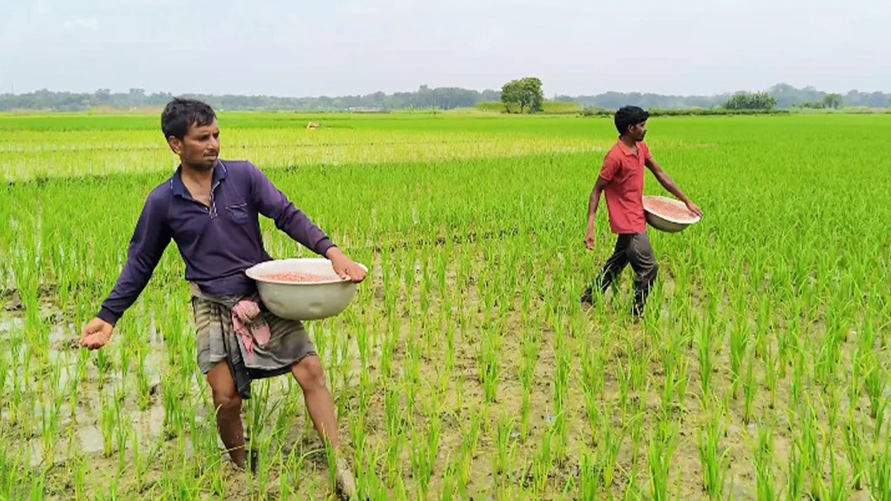 সার আছে গুদামে, কৃষকের হাতে সংকট