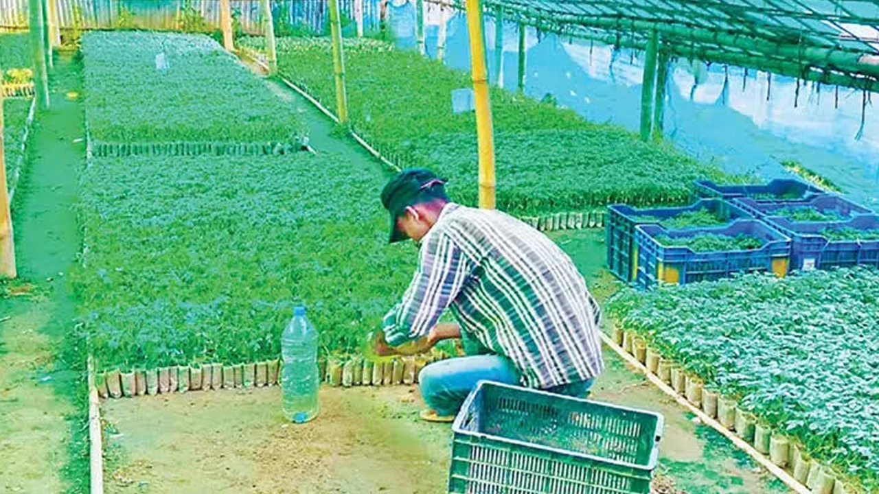 ঋণ নিয়ে টমেটো চাষ, মিলছে না সরকারি সহায়তা