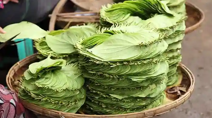 পান রপ্তানির আইনগত বাধা দূর হলো
