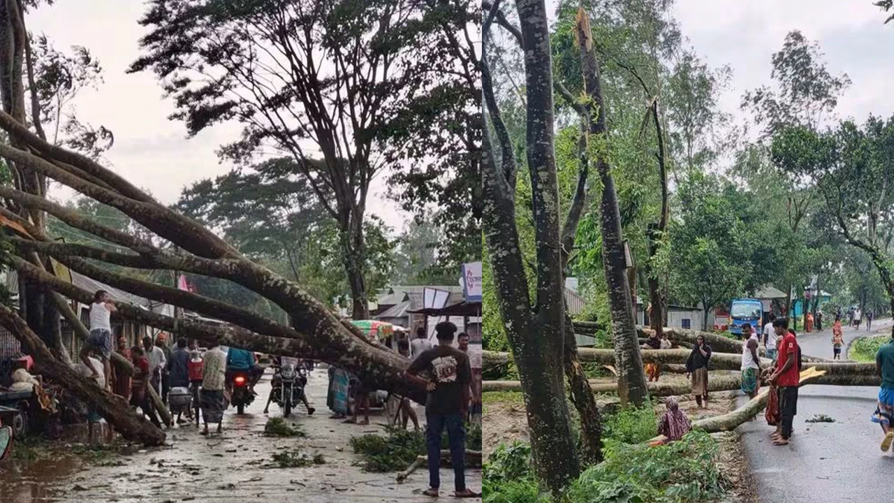 বকশীগঞ্জে আকস্মিক ঝড়ের তাণ্ডবে গাছ ভেঙে যান চলাচল বন্ধ