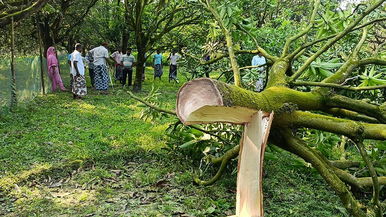চাঁপাইনবাবগঞ্জে রাতের আঁধারে ৮টি কাটিমন আমগাছ কাটার অভিযোগ