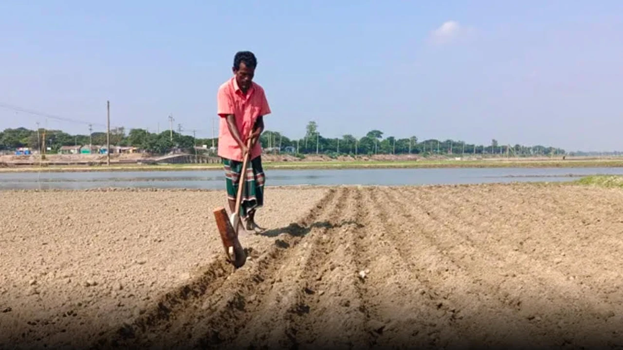 নিকলীতে সারের সংকটে বিপাকে কৃষক